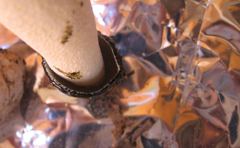 puzzolente, sotto fico - Phallus impudicus